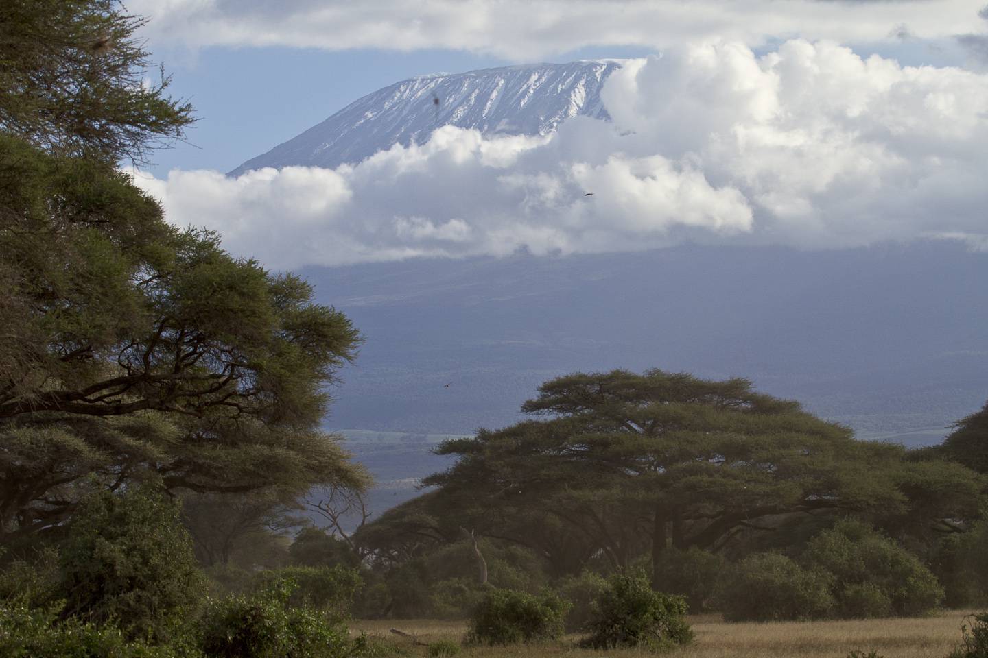 Kilimandjaro au Kenya - Tourisme Kilimandjaro au Kenya - Tourisme