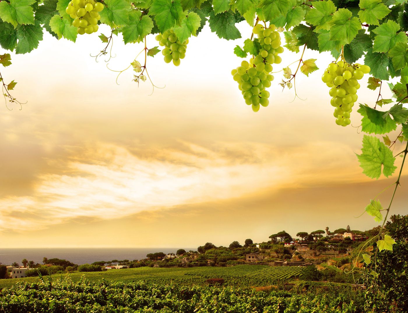 Route des vins de Bordeaux - Itinéraire Graves et Sauternes Route des vins de Bordeaux - Itinéraire Graves et Sauternes