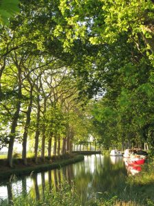 Platanes sur le canal du Midi Platanes sur le canal du Midi