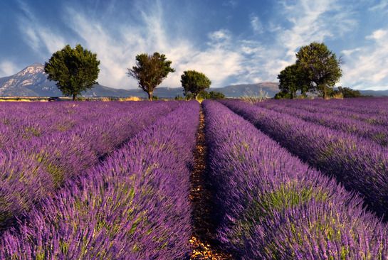Plateau de Valensole Plateau de Valensole