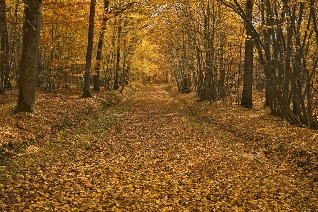 Forêt de Rambouillet