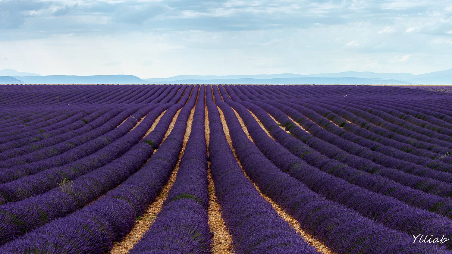 Stilvolle Plateau De Valensole Fotos