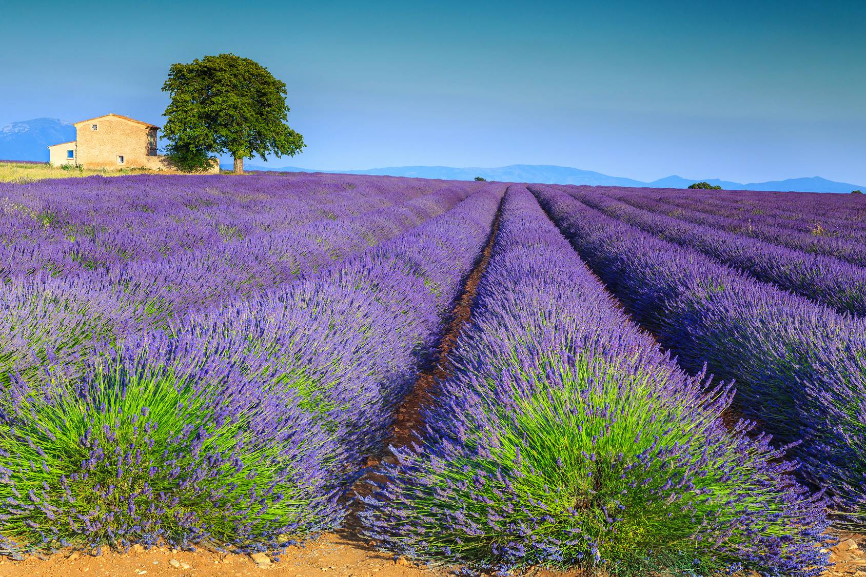 Le Valensoleille Valensole Valensole France All You Must Know Le Valensoleille Valensole Valensole France All You Must Know