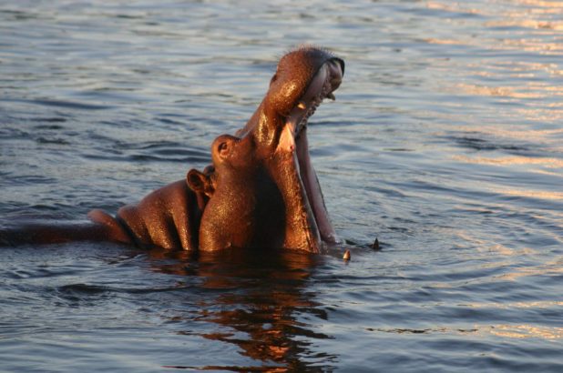 Hippopotame aux chutes Victoria Hippopotame aux chutes Victoria