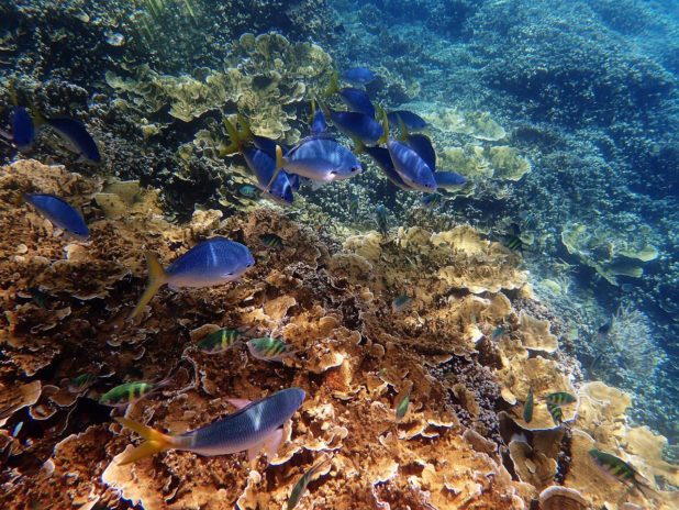 Sous l'eau dans la grande barrière de corail Sous l'eau dans la grande barrière de corail