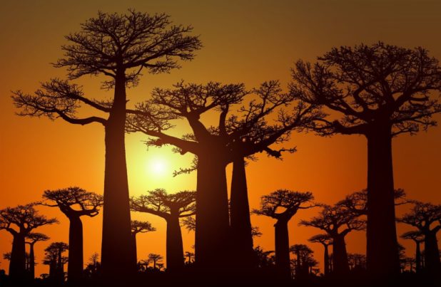 Baobabs Baobabs