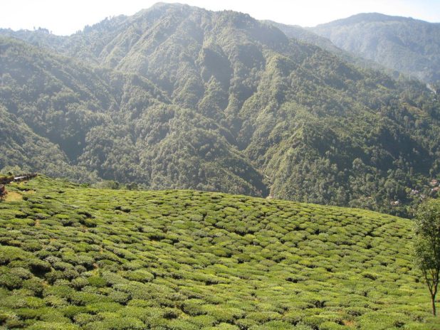Colline vue depuis le petit de Darjeeling Colline vue depuis le petit de Darjeeling