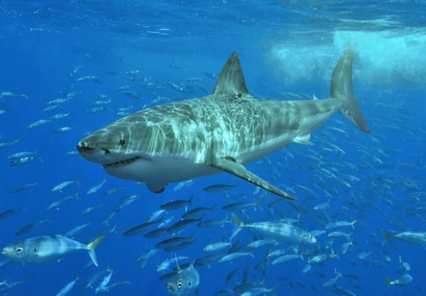Plonger avec un grand requin blanc Plonger avec un grand requin blanc