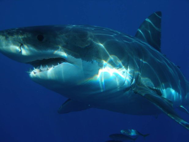 Un requin blanc Un requin blanc