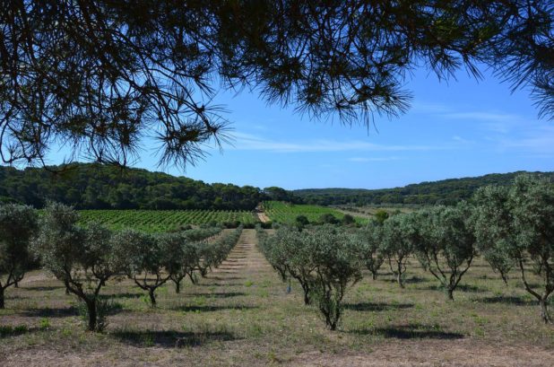 Vigne sur l'île de Porquerolles Vigne sur l'île de Porquerolles