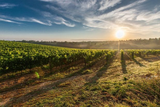 Vignes de vin Vignes de vin